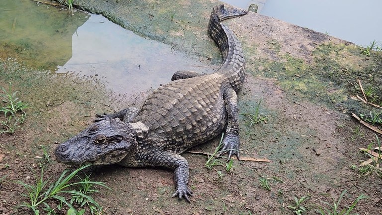 Ibama multa criatório de jacarés por maus-tratos em Maceió (AL)